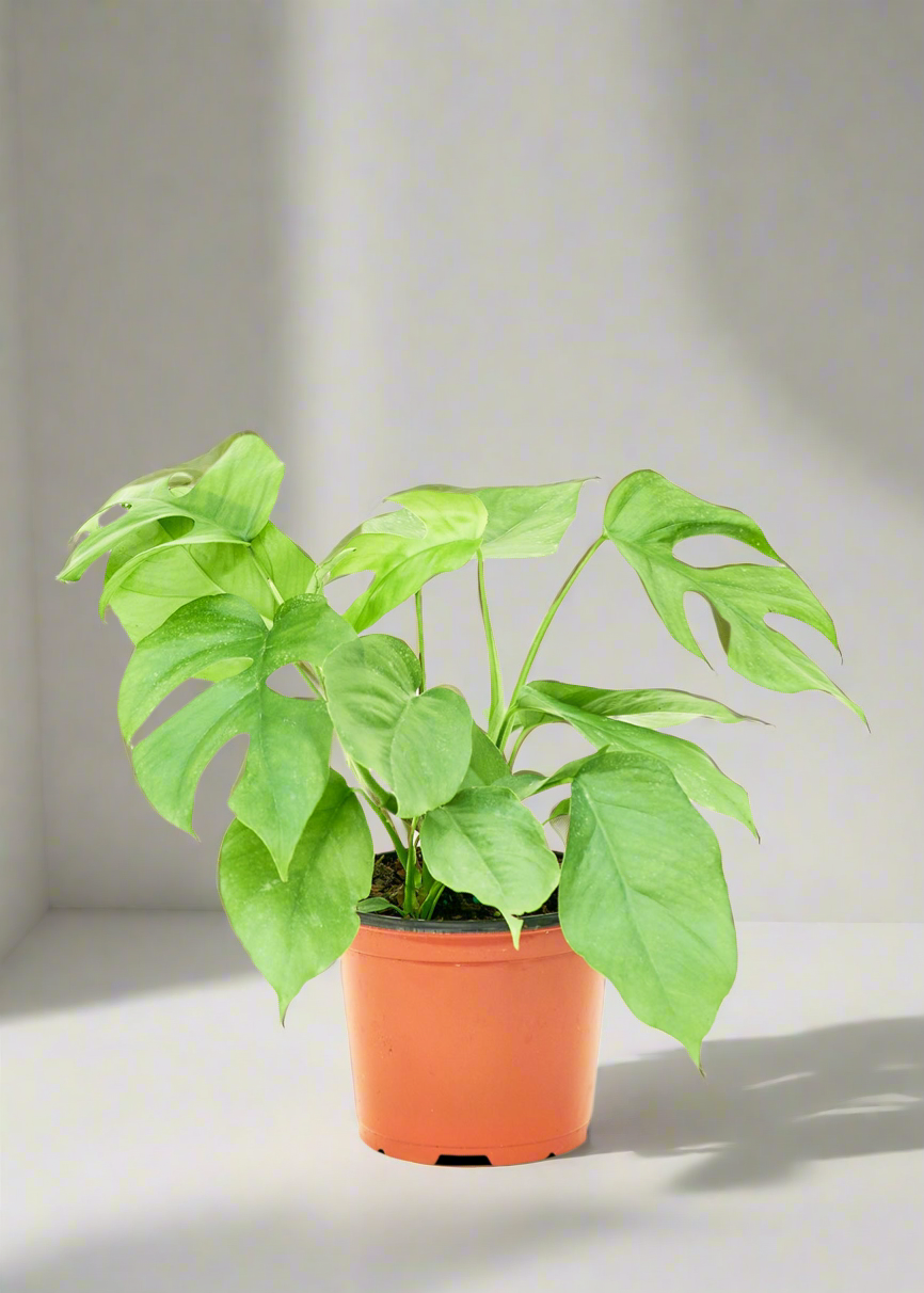 Mini Monstera, Vibes