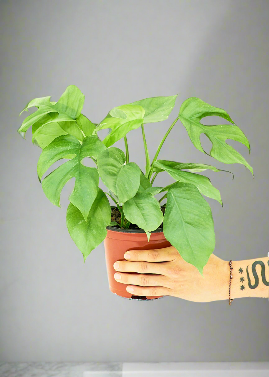 Mini Monstera, Vibes