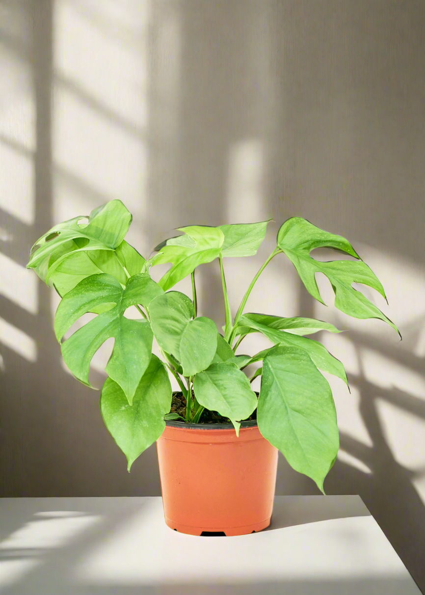 Mini Monstera, Vibes