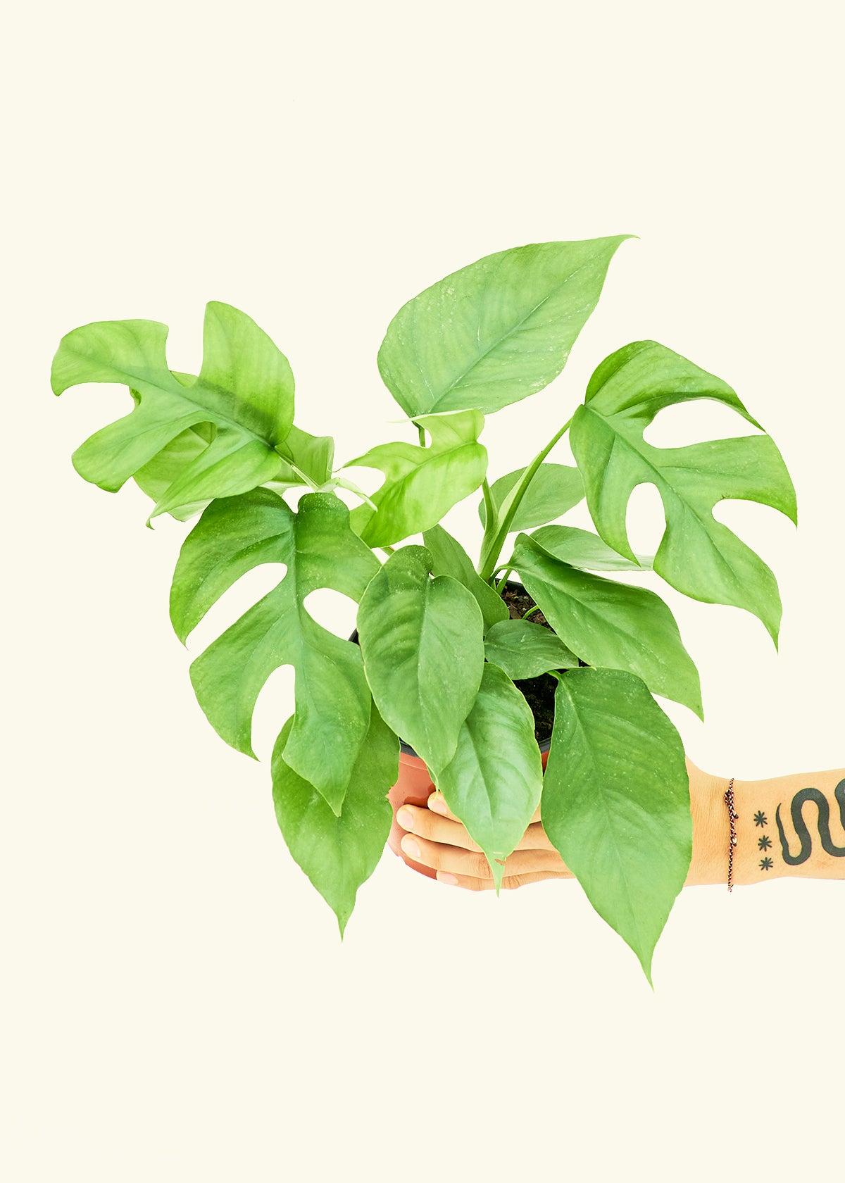 Mini Monstera, Vibes